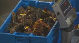 $400K in lobster meat destined for Costco stores in Illinois, Minnesota stolen by a fraudulent trucking company: broker
