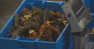 $400K in lobster meat destined for Costco stores in Illinois, Minnesota stolen by a fraudulent trucking company: broker