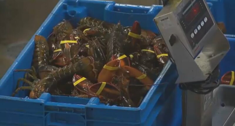 $400K in lobster meat destined for Costco stores in Illinois, Minnesota stolen by a fraudulent trucking company: broker