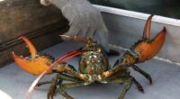 $400K worth of live lobsters stolen before reaching Costco