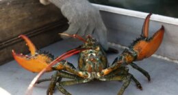 $400K worth of live lobsters stolen before reaching Costco