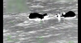 5 boaters rescued by Coast Guard helicopter after boat sinks 28 miles offshore in St. Petersburg