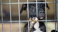 80+ dogs rescued from 'heartbreaking' conditions amid Union, Clay County dogfighting investigation