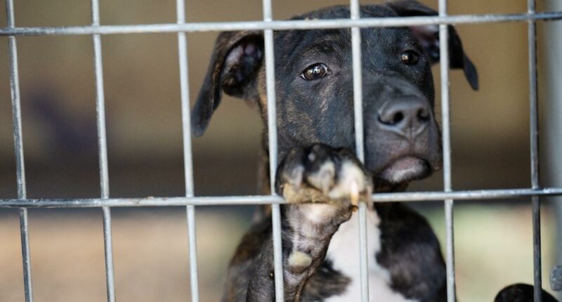 80+ dogs rescued from 'heartbreaking' conditions amid Union, Clay County dogfighting investigation
