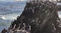 California brown pelicans and cormorants cling to a rocky outcropping along the Central California coast north of Morro Bay, Calif., Friday, Nov. 28, 2025. (AP Photo/Michael R. Blood)
