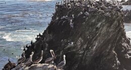 California brown pelicans and cormorants cling to a rocky outcropping along the Central California coast north of Morro Bay, Calif., Friday, Nov. 28, 2025. (AP Photo/Michael R. Blood)