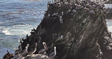 California brown pelicans and cormorants cling to a rocky outcropping along the Central California coast north of Morro Bay, Calif., Friday, Nov. 28, 2025. (AP Photo/Michael R. Blood)