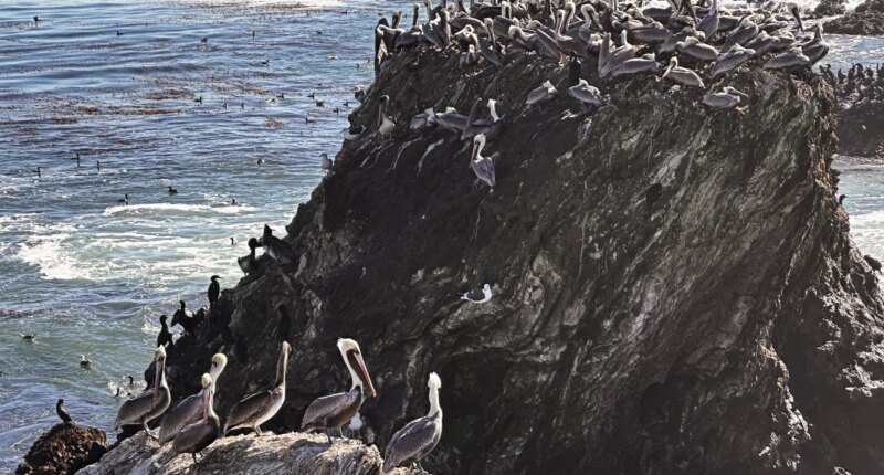 California brown pelicans and cormorants cling to a rocky outcropping along the Central California coast north of Morro Bay, Calif., Friday, Nov. 28, 2025. (AP Photo/Michael R. Blood)