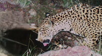 A new jaguar spotted in Arizona points to progress in the endangered species' recovery