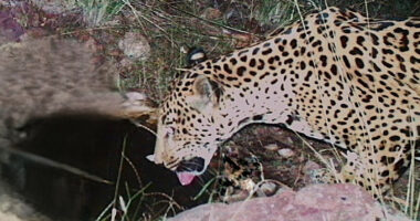A new jaguar spotted in Arizona points to progress in the endangered species' recovery