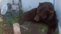 Altadena, California man finds bear living in crawl space underneath home