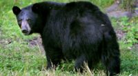 At least 52 bears killed in Florida's first black bear hunt in 10 years