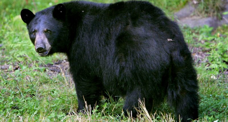 At least 52 bears killed in Florida's first black bear hunt in 10 years