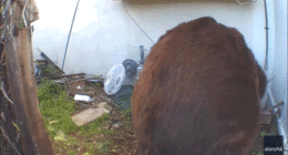 GIF of bear crawling in and out of crawl space.