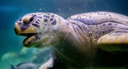 Beaufort man pleads guilty to illegally importing green sea turtle head