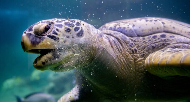 Beaufort man pleads guilty to illegally importing green sea turtle head