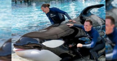 Beloved SeaWorld Orlando killer whale, Katina, dies
