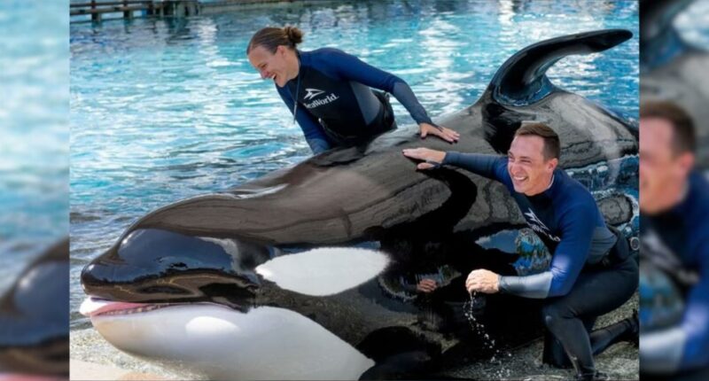 Beloved SeaWorld Orlando killer whale, Katina, dies