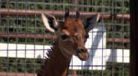 Brights Zoo discusses death of spotless giraffe Kipekee, thanks community for condolences