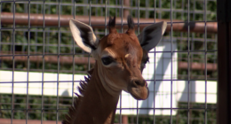 Brights Zoo discusses death of spotless giraffe Kipekee, thanks community for condolences