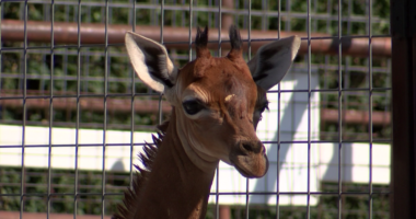 Brights Zoo discusses death of spotless giraffe Kipekee, thanks community for condolences