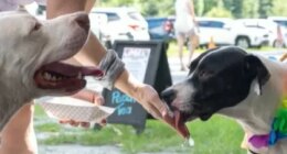 Bryan Co. citizens ask leaders for more animal services