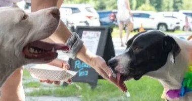 Bryan Co. citizens ask leaders for more animal services