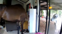 Two horses and a bull were seen entering Northern Territory Politician Andrew Mackay's house.
