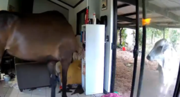 Two horses and a bull were seen entering Northern Territory Politician Andrew Mackay's house.