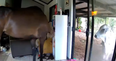 Two horses and a bull were seen entering Northern Territory Politician Andrew Mackay's house.
