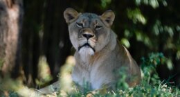 Caged lion that fatally mauled Brazilian man will not be euthanized