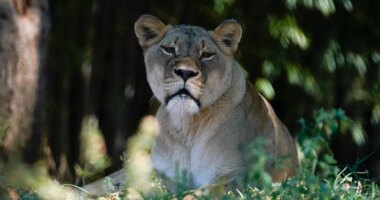 Caged lion that fatally mauled Brazilian man will not be euthanized