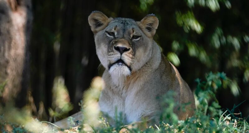 Caged lion that fatally mauled Brazilian man will not be euthanized