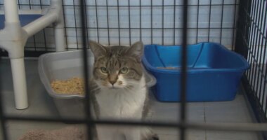 Central IL animal expert recommends tips to keep your four-legged gifts in their fur-ever homes