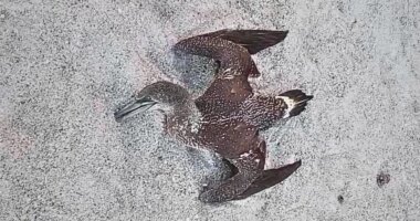 Dead birds on Florida beaches have experts worried about avian flu