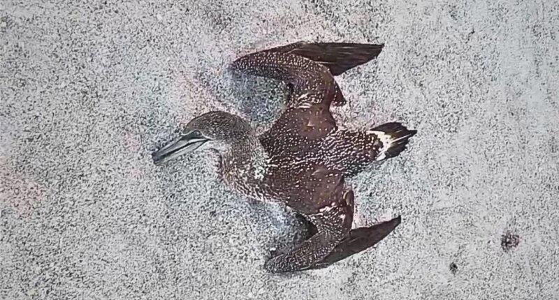Dead birds on Florida beaches have experts worried about avian flu