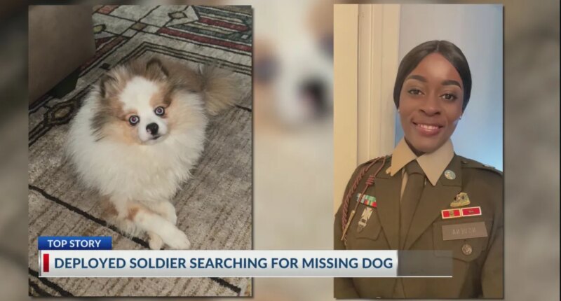 Deployed soldier told dog is dead after leaving it with sitter, unsure of condition