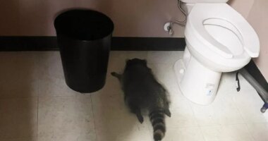 Drunk raccoon who ransacked Virginia liquor store is a serial break-in artist