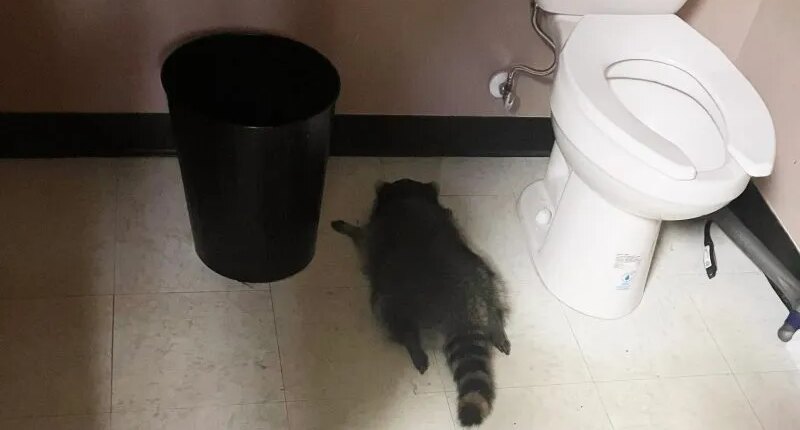 Drunk raccoon who ransacked Virginia liquor store is a serial break-in artist