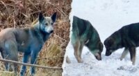 Expert reveals 'likely' reason behind Chernobyl’s mysterious blue dogs after viral photos