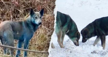 Expert reveals 'likely' reason behind Chernobyl’s mysterious blue dogs after viral photos