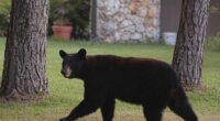 First Florida black bear hunt in a decade kicks off this weekend