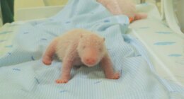 First giant panda cub born in Indonesia squeals and squirms in park video