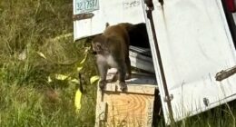Forrest, the last escaped monkey from Mississippi highway crash, finds new life at New Jersey sanctuary