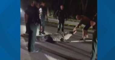 Gator | firstcoastnews.com