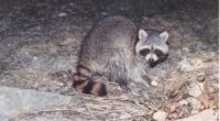 Hangover Incoming: Drunken Raccoon Shatters Scotches and Passes Out