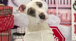 Holiday "Clear The Shelter" event Saturday in Aiken