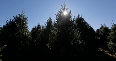 IDNR collecting Christmas trees, repurposing them into fish habitats