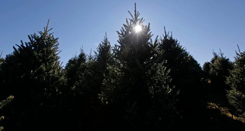 IDNR collecting Christmas trees, repurposing them into fish habitats