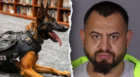 Illegal immigrant gang member killed police K-9 'Spike' before officers returned fire in California: source